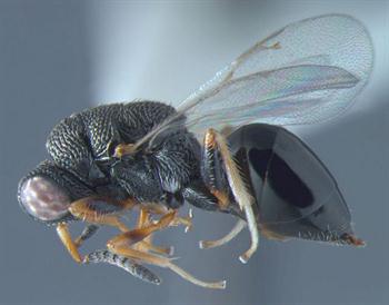 زنبور مغزخوار سیاه پسته